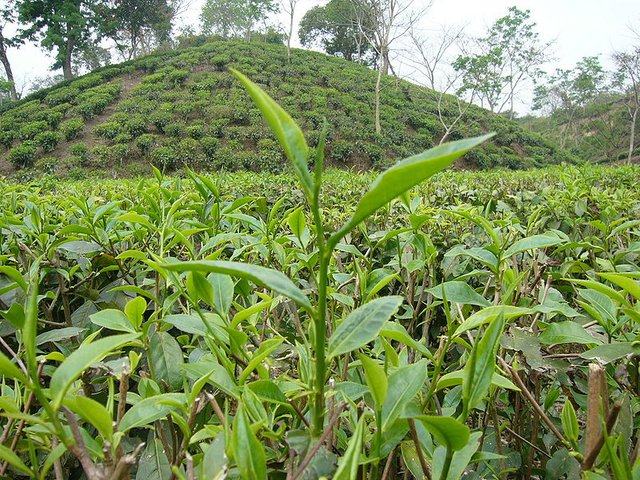 800px-Two_Leaf_and_a_Bud_Tea_Garden_Srimongol_Sylhet_Bangladesh.JPG
