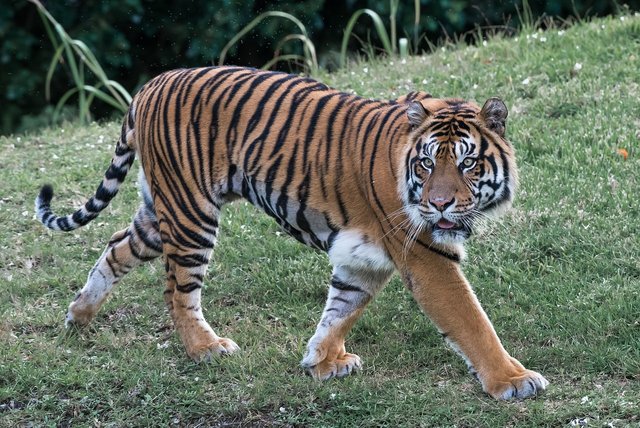 tiger-1826073_1280.jpg