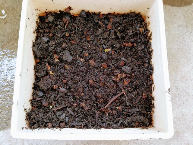 リトープスを種から育てる 発芽の記録 Steemit