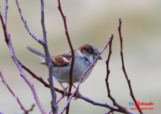 House Sparrow IMG_0177.JPG