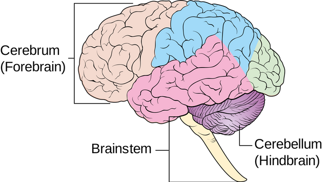 Parts of brain.jpg