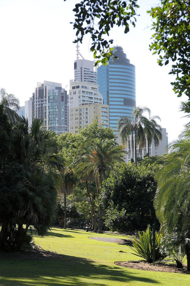 4995810950-in-the-botanical-garden-with-a-view-of-the-skyline-of-brisbane (FILEminimizer).jpg