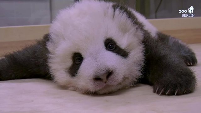 Berliner-Panda-Baby-hat-Schluckauf.jpg