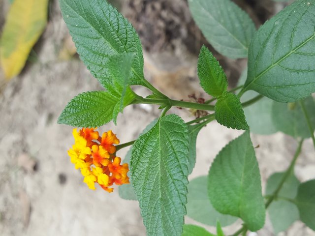 IMG_20250627_212455.jpg