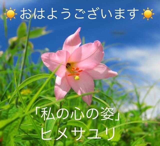 ヒメサユリの花言葉 Steemzzang