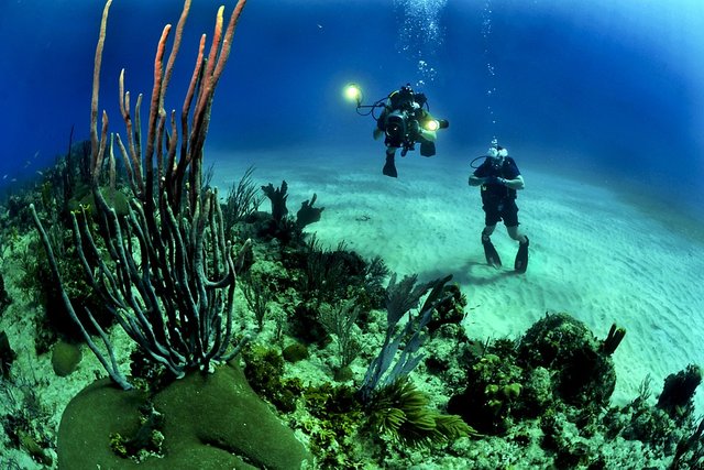 coral reef in australia.jpg