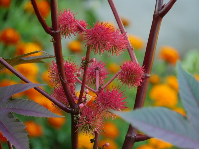 castor-oil-plant-2553731_1920.jpg