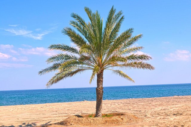 palm-tree-gbb30d0f42_1920.jpg