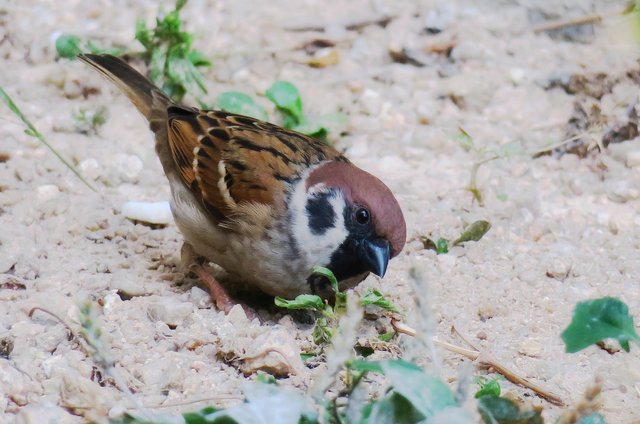 sparrow-3162489_1920.jpg