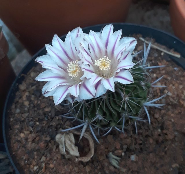 stenocactus.jpg