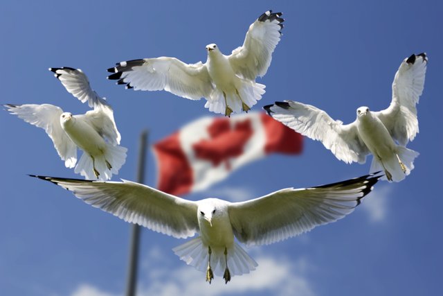 birds-blue-canada-45874.jpg