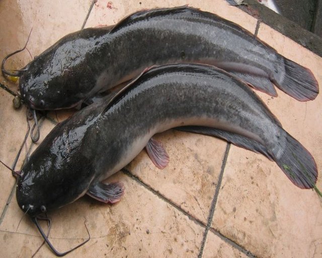 jenis-jenis-ikan-lele.jpg