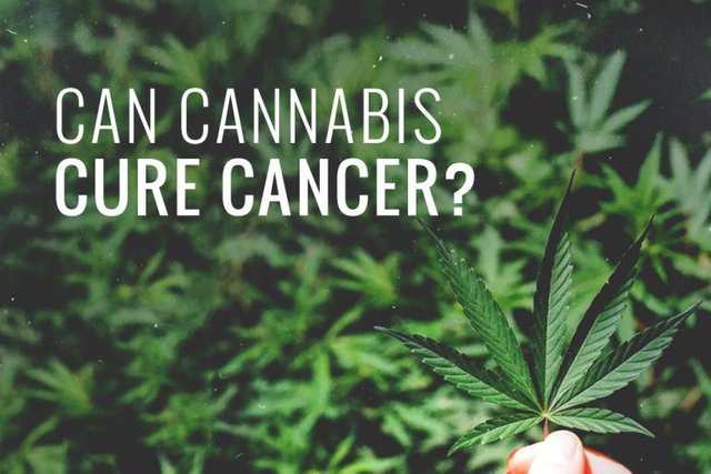marijuana-cures-cancer.jpg