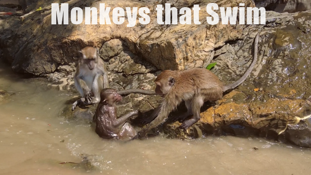 Monkeys that Swim - th.PNG