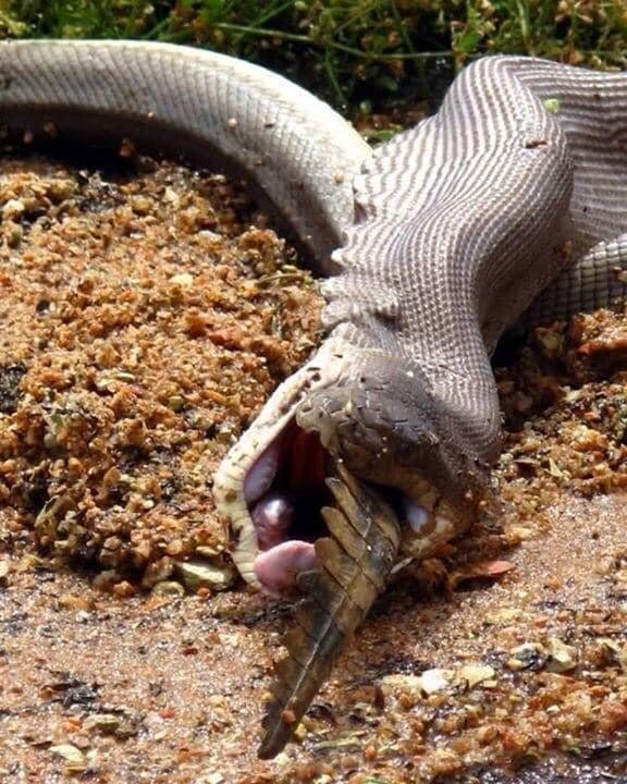 python croc2.jpg