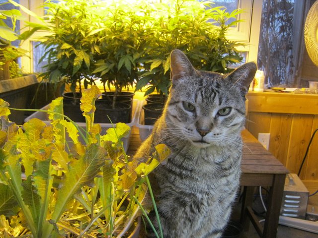 JJ by lettus with cannibis plant in background.JPG
