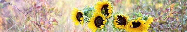 girasoles 2.jpg