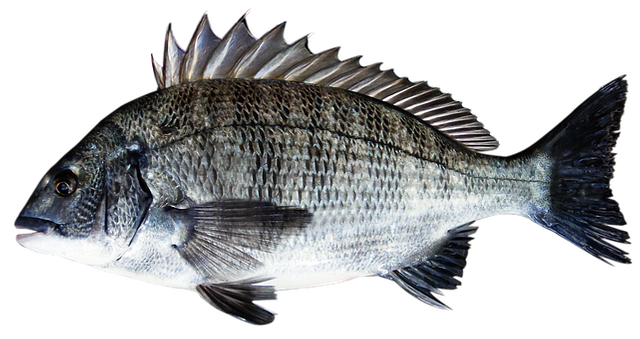 sea-bream-3409033__340.png