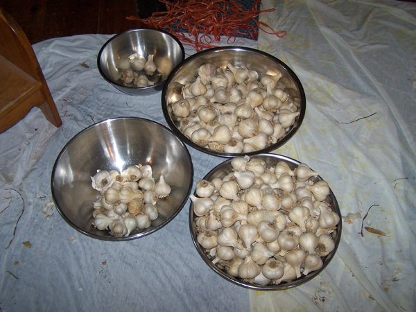 Garlic graded crop September 2019.jpg