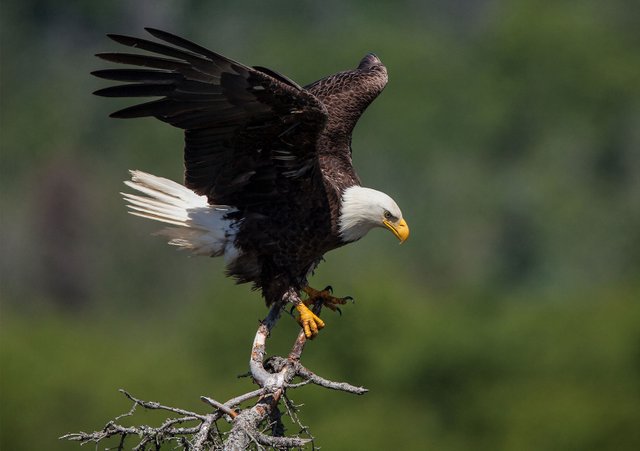 Bald-eagle-snag-Alaska-Kenai.jpg