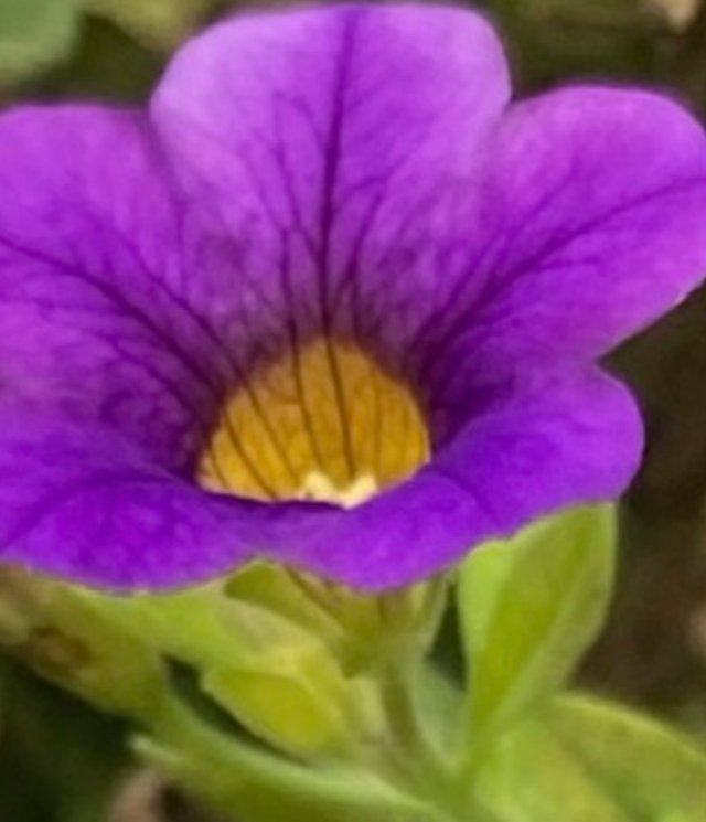 IMG_5335.jpeg