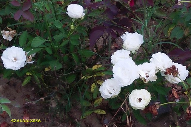 mawar putih_3.jpg