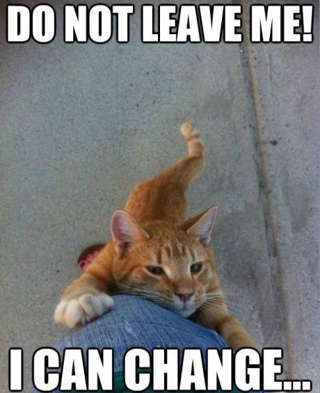 016-FUNNY-CAT-MEME.jpg