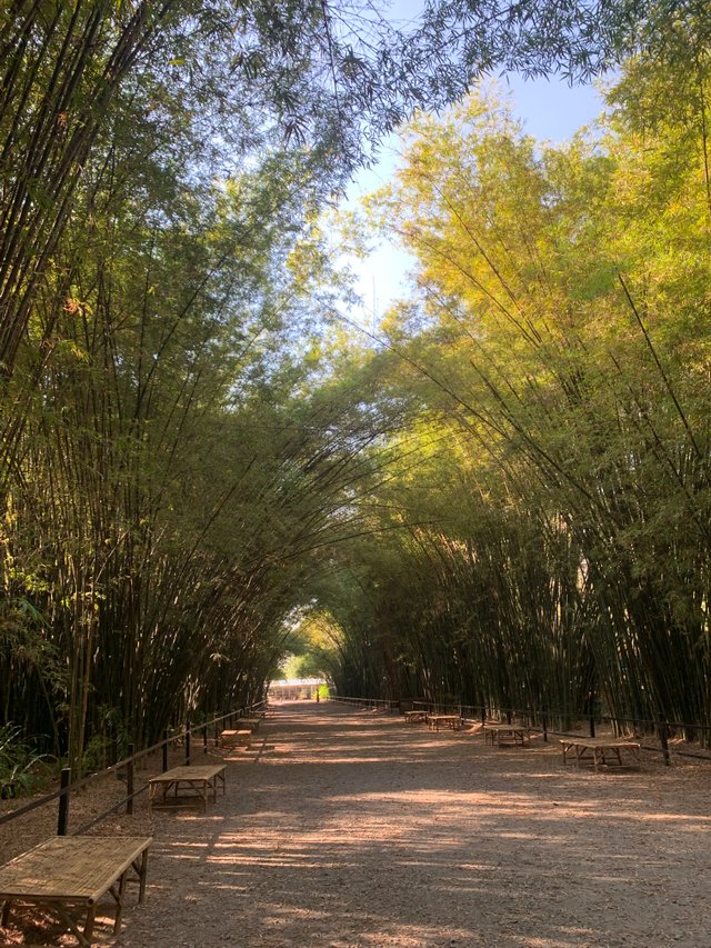 Bamboo Tunnel2.jpg