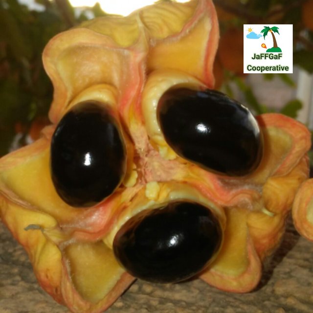 ACKEE_FRUIT.jpg