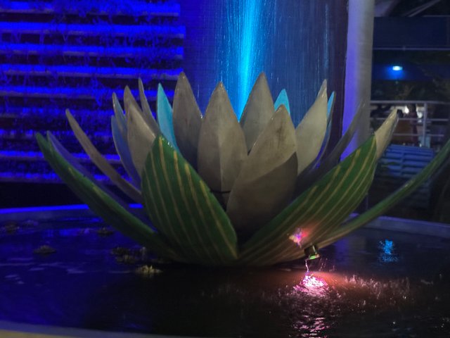 IMG_9554.jpeg