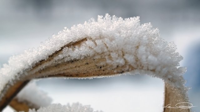 2018-12-05-Hoarfrost-06.jpg