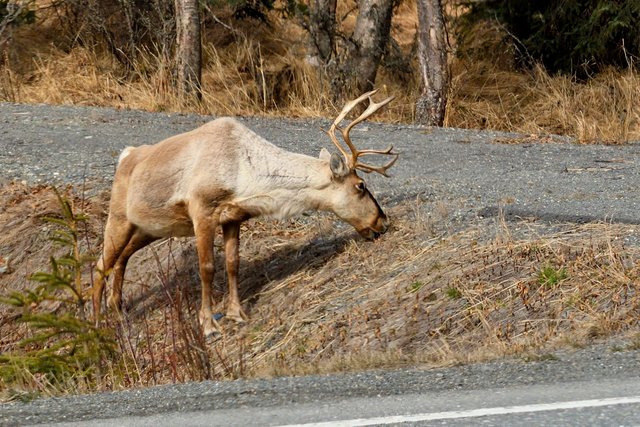 4-19 caribou 1.jpg