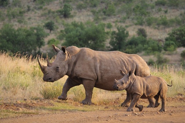 rhinoceros-4477306_1280.jpg