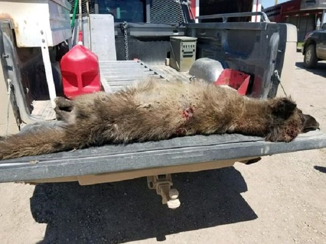 Strange Wolf-Life Creature Shot in Montana.jpg