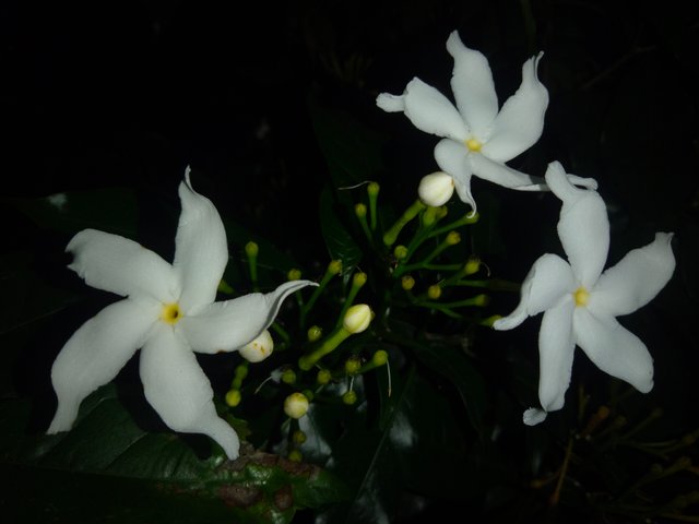 IMG20250728190957.jpg
