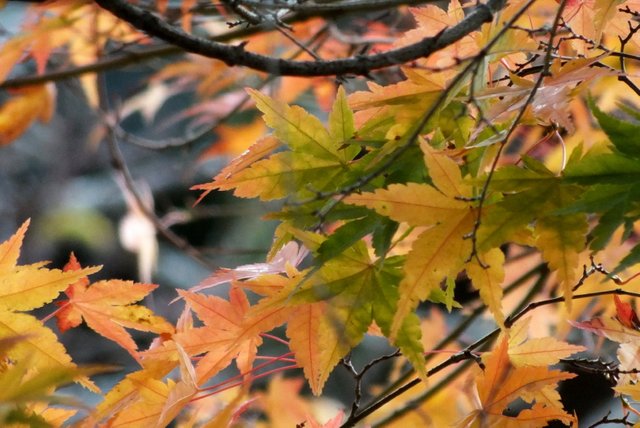 1873-JapaneseMaples.jpg