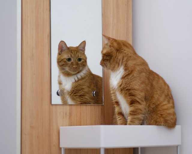 cat-mirror-orange-1404990.jpg