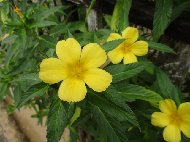 Yellow_alder_(Turnera_ulmifolia)_flowers_2.jpg