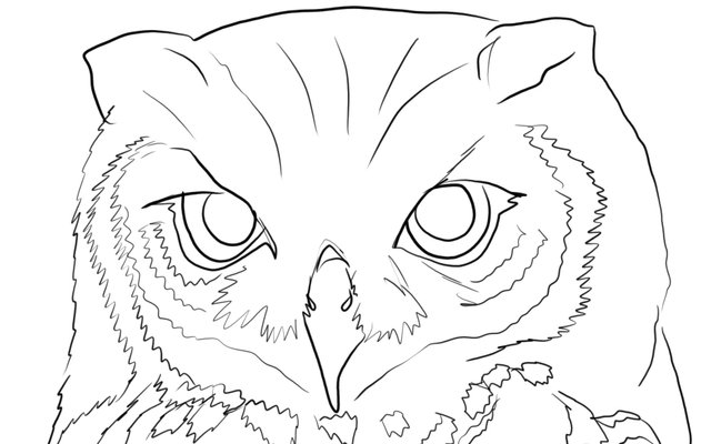 owl face(346).jpg