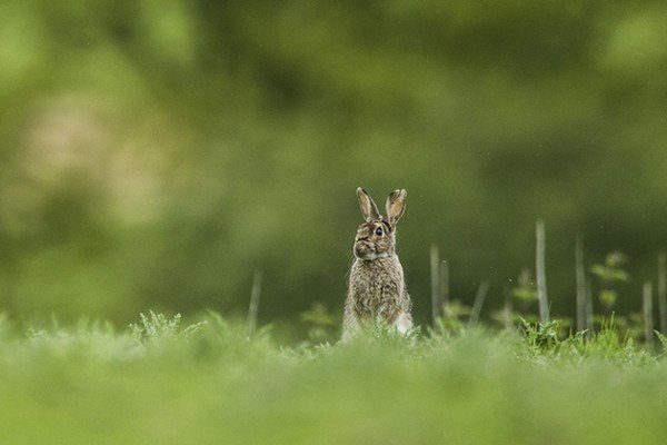 Luke-Massey-wildlife-technique-lead-600x400.jpg