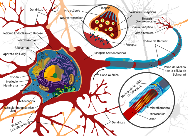 800px-Complete_neuron_cell_diagram_es.svg.png