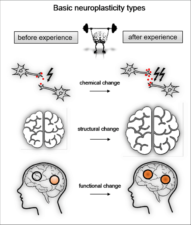 Neuroplasticity-Types-Schematic-illustration-of-chemical-structural-and-functional.png