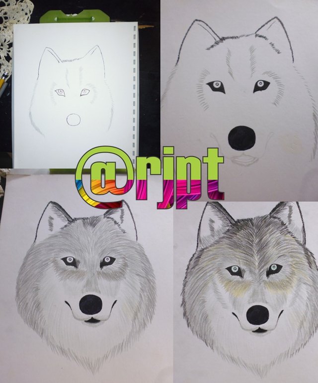 Drawing A Wolf Steemit