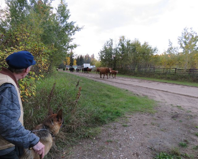 Don and Bruno looking excitedly at the cows coming down the road.JPG