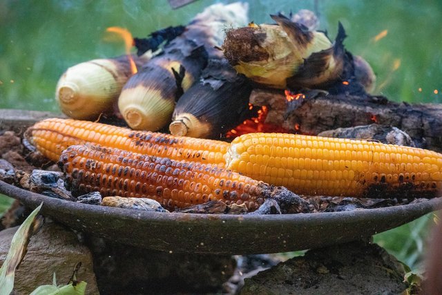 corn-7358719_1280.jpg