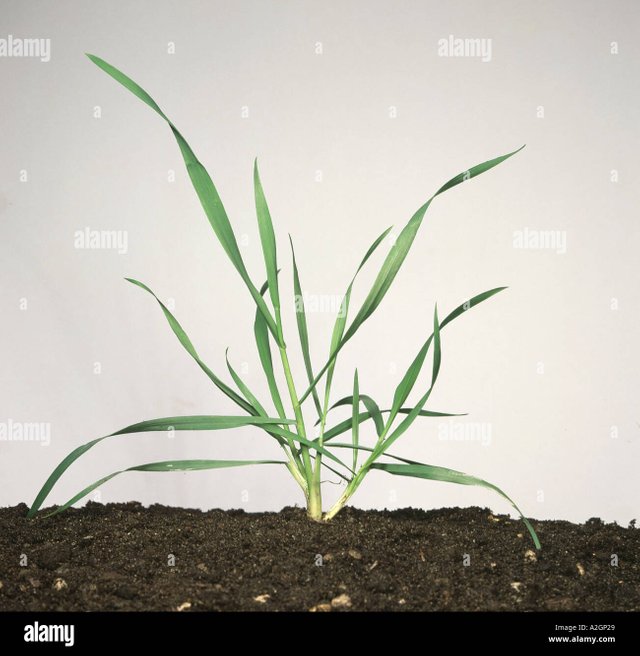 tillering-wheat-plant-at-about-zadoks-stage-30-or-feekes-stage-5-in-A2GP29.jpg