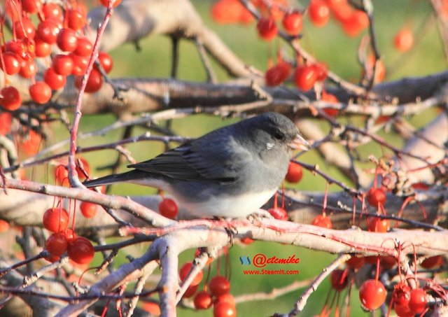 Dark-eyed Junco PFW0168.JPG