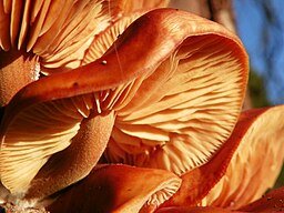 256px-Velvet_Shank_(Flammulina_velutipes)_(8299511055).jpg