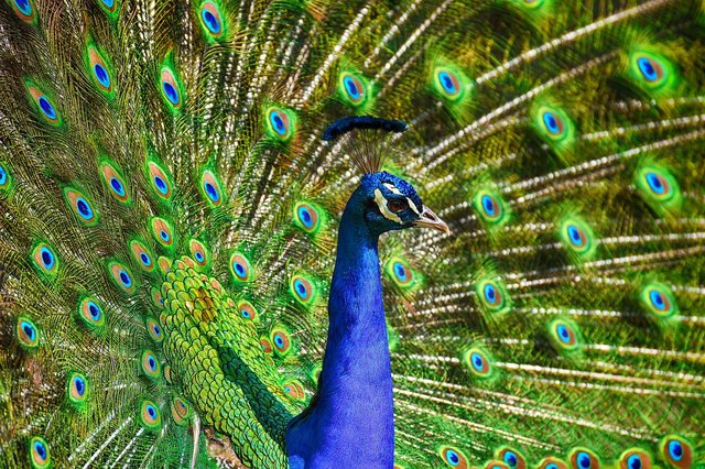 peafowl-3617385_1280.jpg