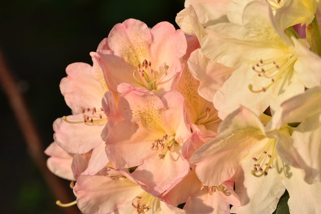 rhododendron pink 3.jpg